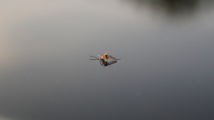 A mirror image of a mosquito in the water
