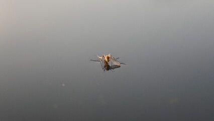 A mirror image of a mosquito in the water