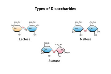 Types of Disaccharides (Maltose, Lactose and Sucrose) Science Design. Vector Illustration.