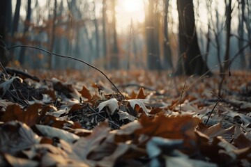 Obraz premium Autumn leaves cover the forest floor, silhouetted by the light of the setting sun, evoking warmth and renewal.