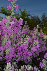 Obraz premium Flowers in the Tropics