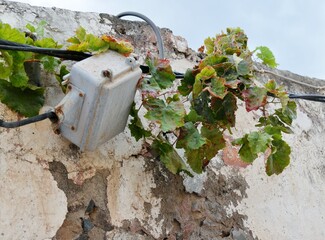 Fototapeta premium Stromtrafo von Weinranken umgeben an Mauer