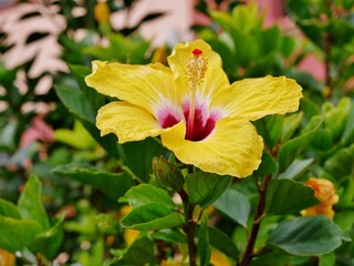 Gelbe Hibiskusblüte