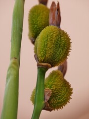 Artocarpus camansi - Pflanze auf La Gomera