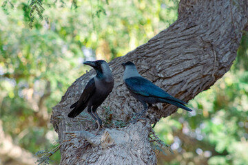 Fototapeta premium Two black birds are sitting on a tree and looking in different directions.