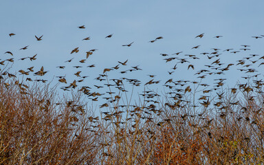 flock of starlings in flight