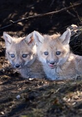 Pair of fox kits exploring outside the den for the first time