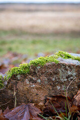 green moss on the stone