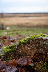 moss on the rock