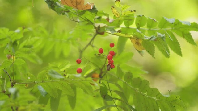 Rowan Tree Filled With Bunches Of Bright Red Berries. Red Rowan Berries Growing On A Tree Branches.
