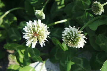 Clover - love it or hate it, it's considered a weed in Australia. 