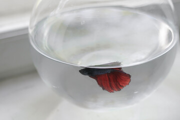 Bright red fish swimming gracefully in a clear aquarium on a bright day, showcasing its vibrant colors and elegant movements