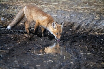 red fox in the wild drinking from a puddle