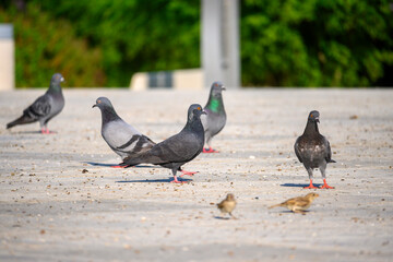 pigeons and sparrows eating crumbs on the concrete floor