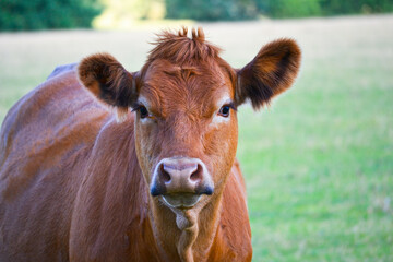 Young Brown Cow on farmland uk
