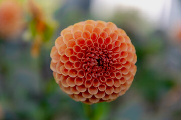 Selective focus of orange peach flower in garden with green leaves, Dahlia is a genus of bushy, Tuberous, Herbaceous perennial plants, The Asteraceae family of dicotyledonous plants, Nature background
