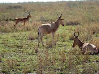 Group of antelopes relaxing in the african savanna