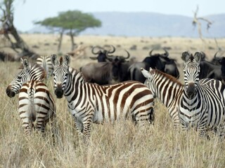 Group of zebras standing in tall grass with wildebeest in background