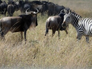 Zebra and wildebeest sharing savanna grassland in africa