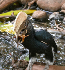 Silvery-cheeked hornbill eating crab near water stream