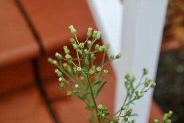 Zoomed in on a pretty weed.