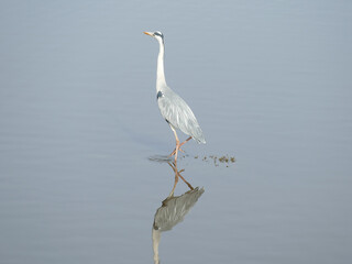 Grey heron wading in shallow water with reflection showing