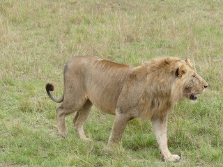 Male lion walking in the african savanna grassland