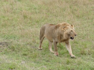 Male lion walking in african savanna grassland