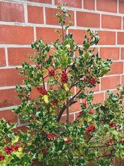Ilex isoliert vor einer Backsteinmauer 