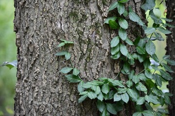 ivy on a hackberry tree background texture