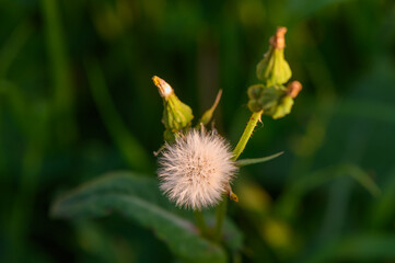 Delicate dandelion seed head glistens in the early morning light among vibrant green foliage