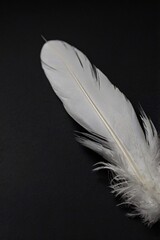 Obraz premium feather