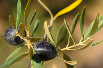Lush olive branch adorned with ripe black olives under golden sunlight in a serene garden setting