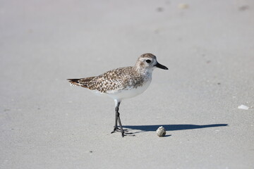 Immature Black-bellied Plover Bird on the Beach Florida
