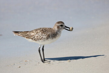 Immature Black-bellied Plover Bird on the Beach Florida