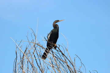 Anhinga Bird Sitting on a Branch Sanibel Island Florida