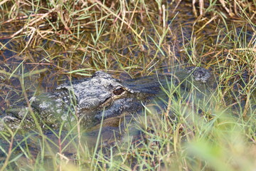 Alligator Florida Gator Eye Closeup in the Swamp Sanibel Island