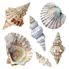 A watercolor vector of a set of conch seashells, isolated on a white background. Conch seashells vector.