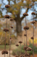 Stunning deep autumn colours on display at Wisley garden, Woking, Surrey UK.
