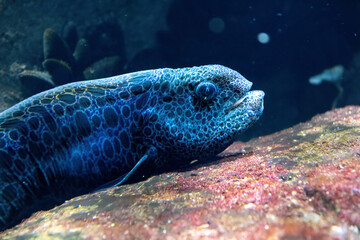 Wolffish in the water of the Baltic Sea