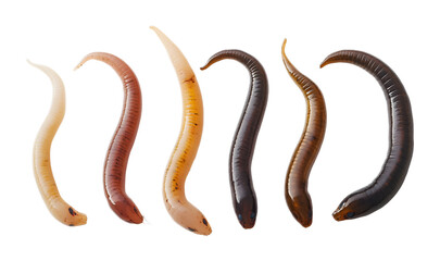 Fototapeta premium Worms on a transparent background. isolated background.