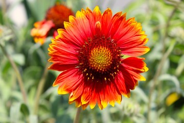 Gailardia aristata - macro. Gaillardia.