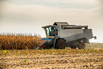 Combine harvester at work in a dry corn field under a cloudy sky