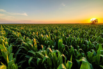 Golden sunlight bathes a lush cornfield at sunset, highlighting its vibrant green colors