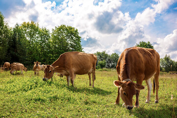 Brown cows graze on green meadow near forest on summer day, close-up. High quality photo