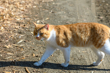 A playful orange and white cat strolls along a sunlit path on a warm autumn afternoon in the park