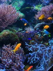 coral reef with fish