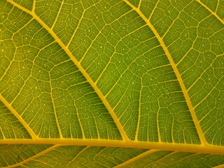 Close-Up of Vibrant Leaf Vein Structure