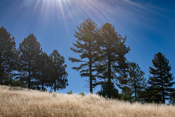 Sunburst Over the Pines at Cuyamaca State Park