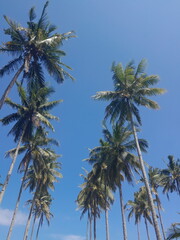 Obraz premium low angle view of coconut tree